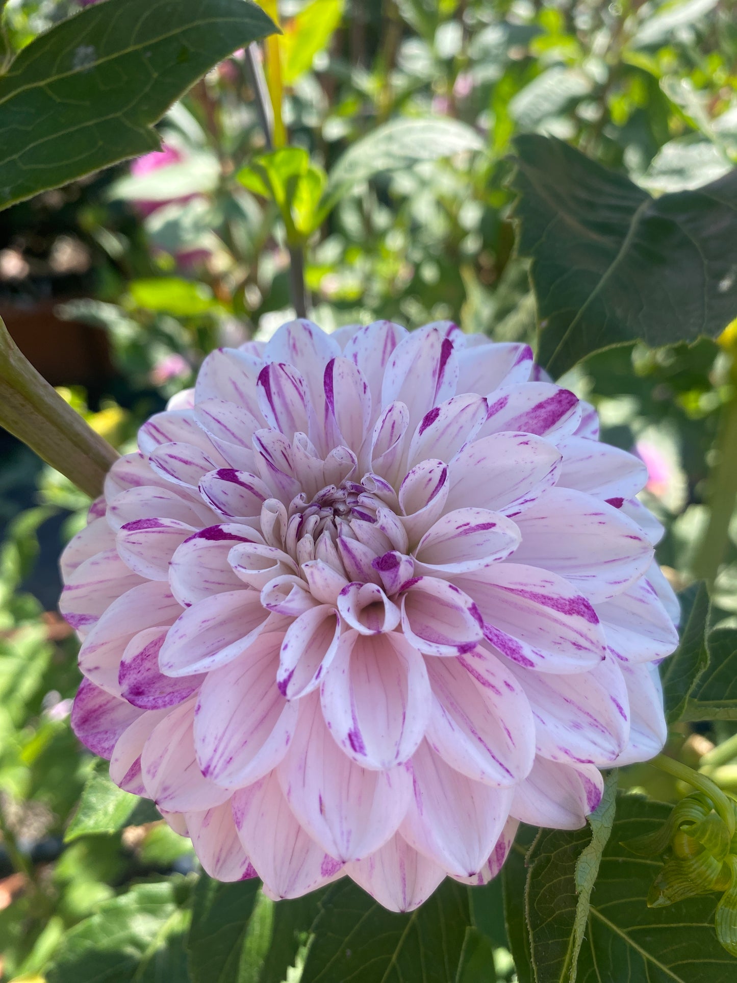 Hollyhill Fingerpaint