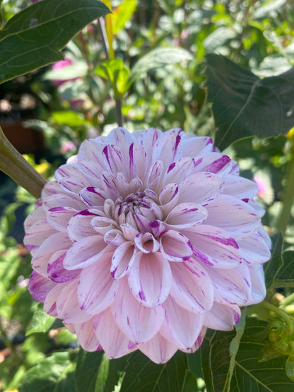 Hollyhill Fingerpaint