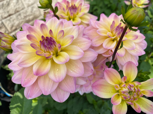 New Year 2026 Collection #38