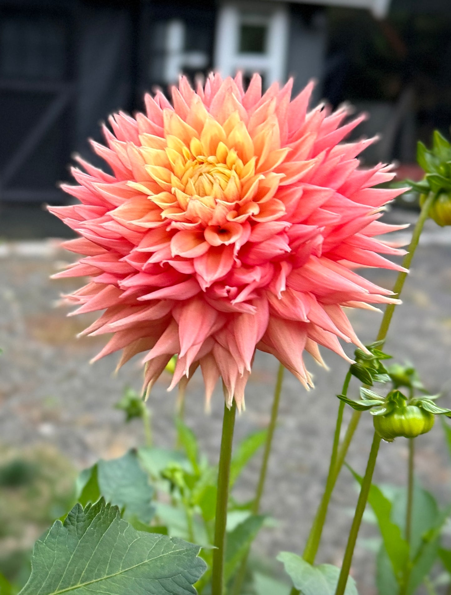 Lee’s Apricot Fizz