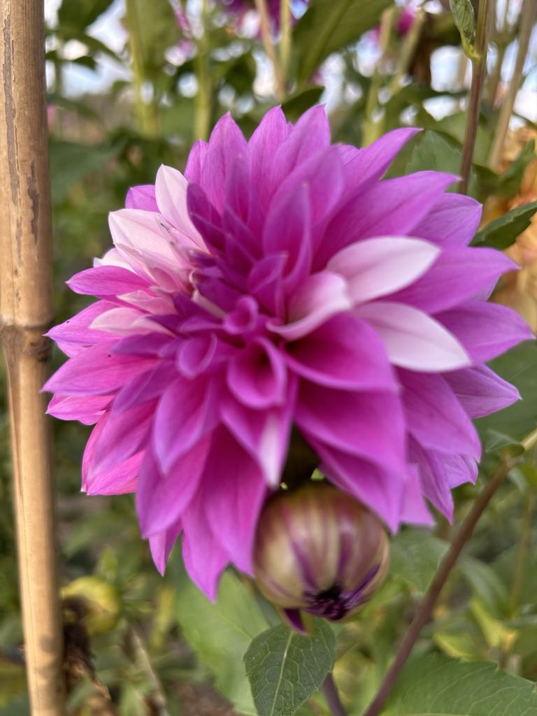 WBs Misbehaven (Limit 1)