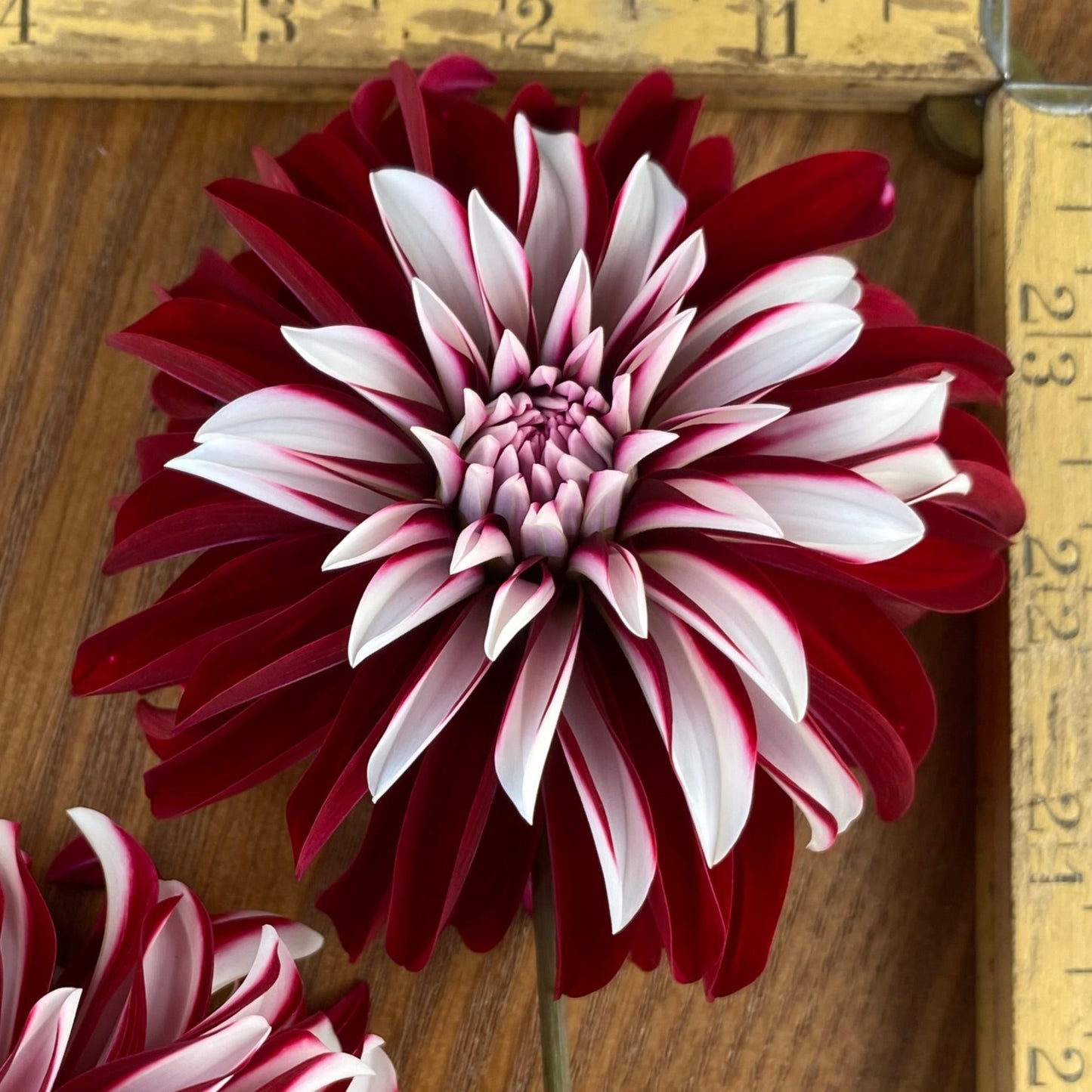 Irish Blackheart & Pink Sport Irish Blackheart