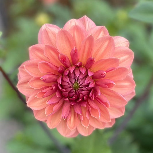 Chateau De La Bourdaisiere