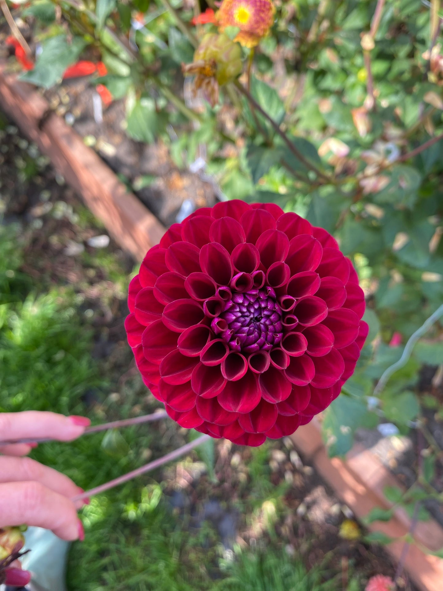 Hapet Schwarzer Peter 