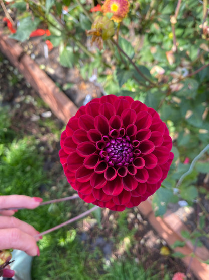 Hapet Schwarzer Peter 