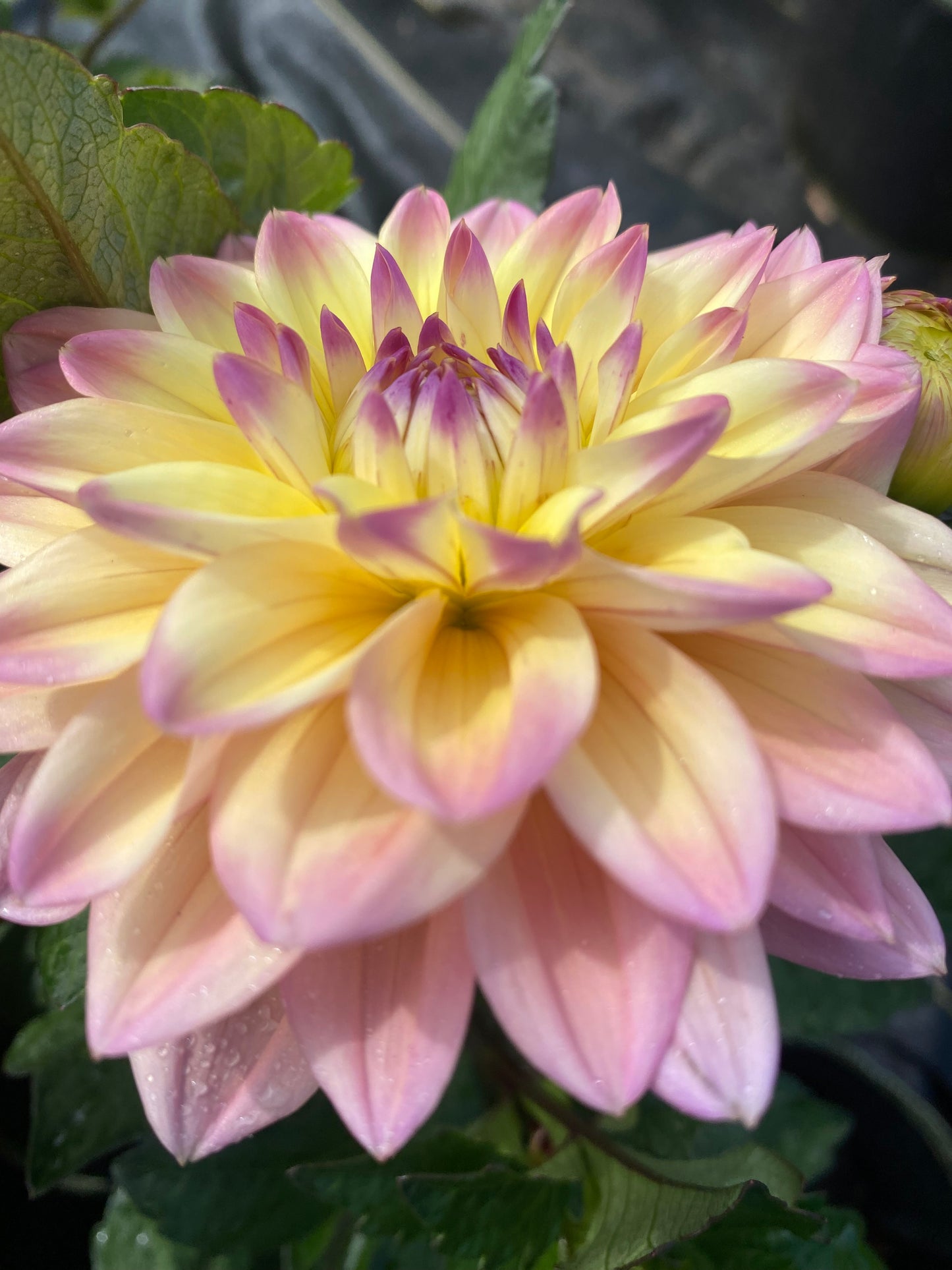 New Year 2026 Collection #37