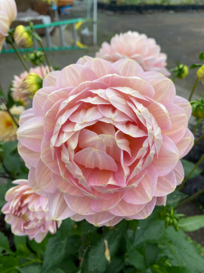 Hapet Old Charm Holiday Bundle Collection.