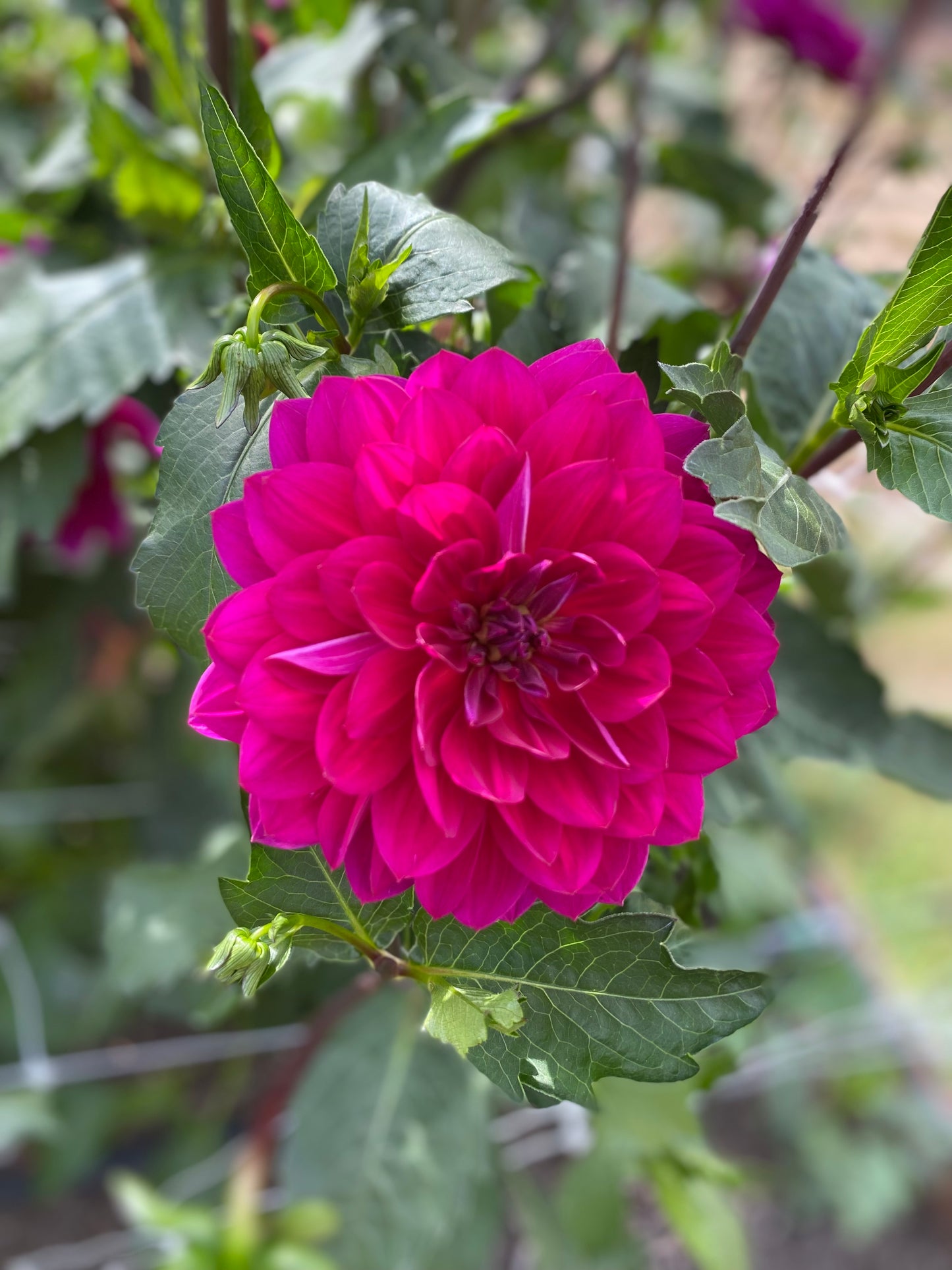 Sandia Nocturne (Limit 1)