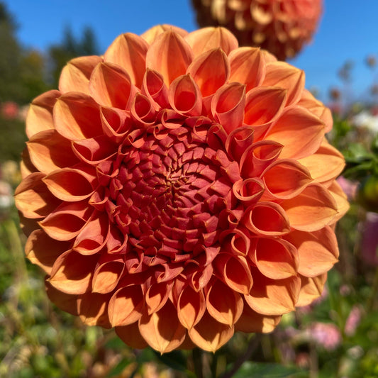 Ferncliff Apricot (clump)