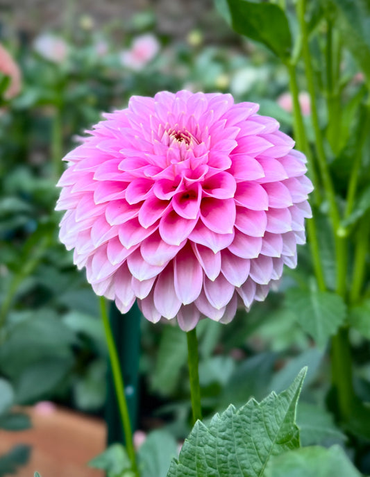 Bloomquist Pink Parfait