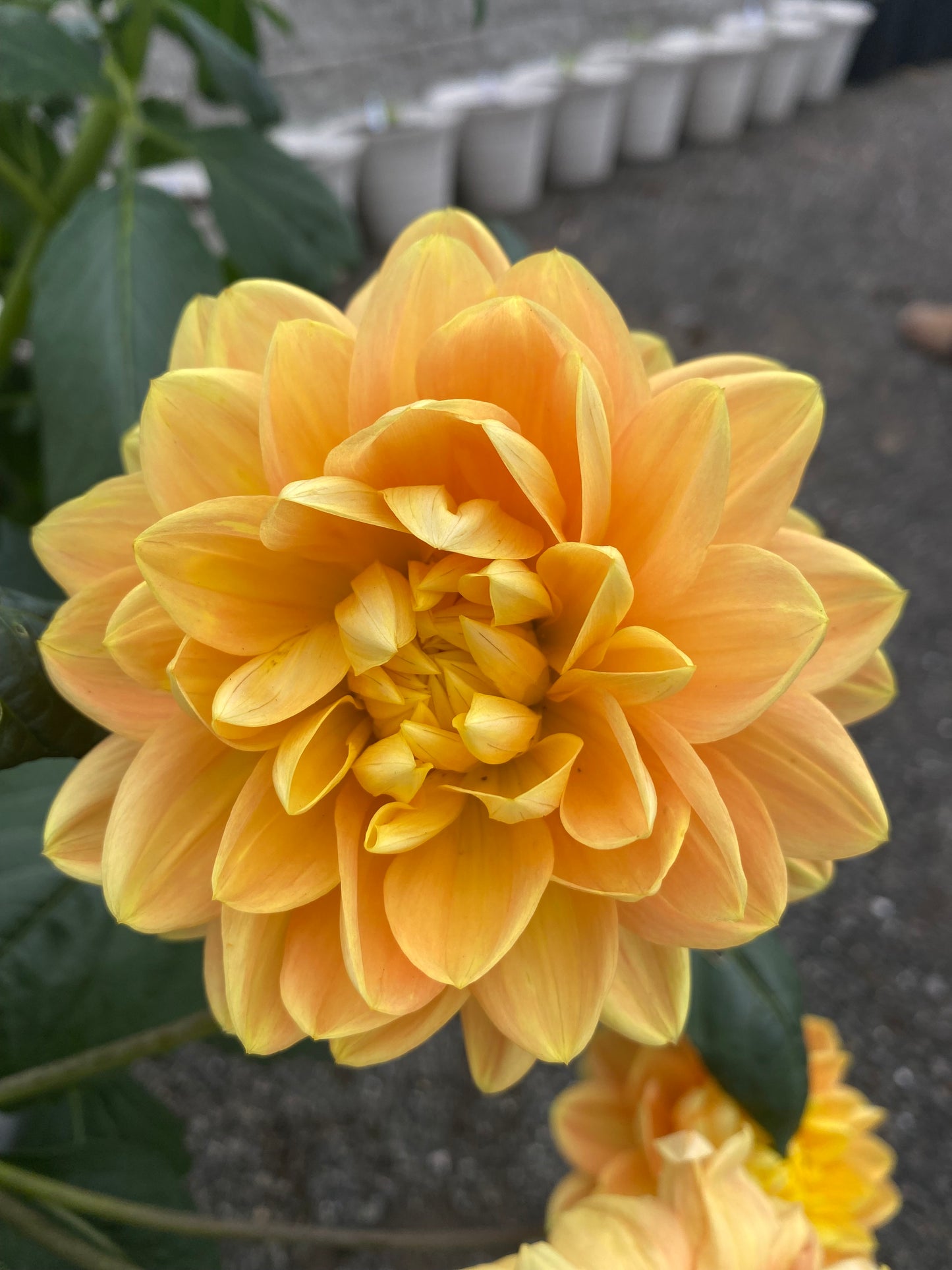 Monet Glory (Limit 1)