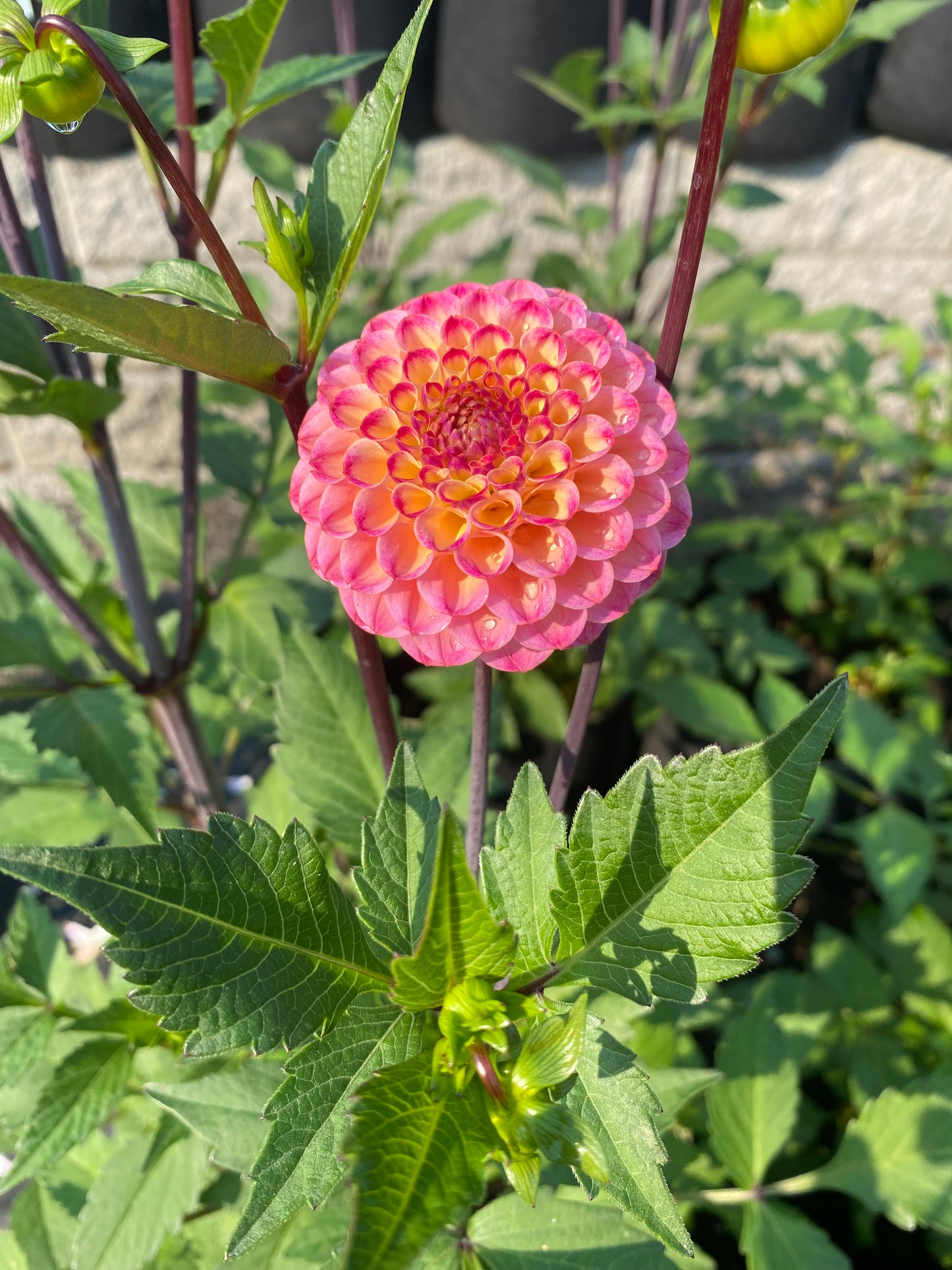 New Year 2026 Collection #36