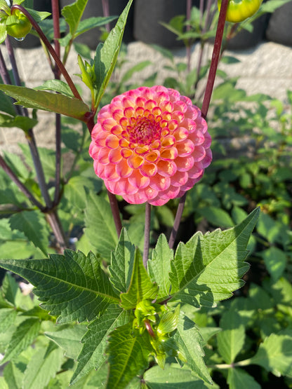 New Year 2026 Collection #36