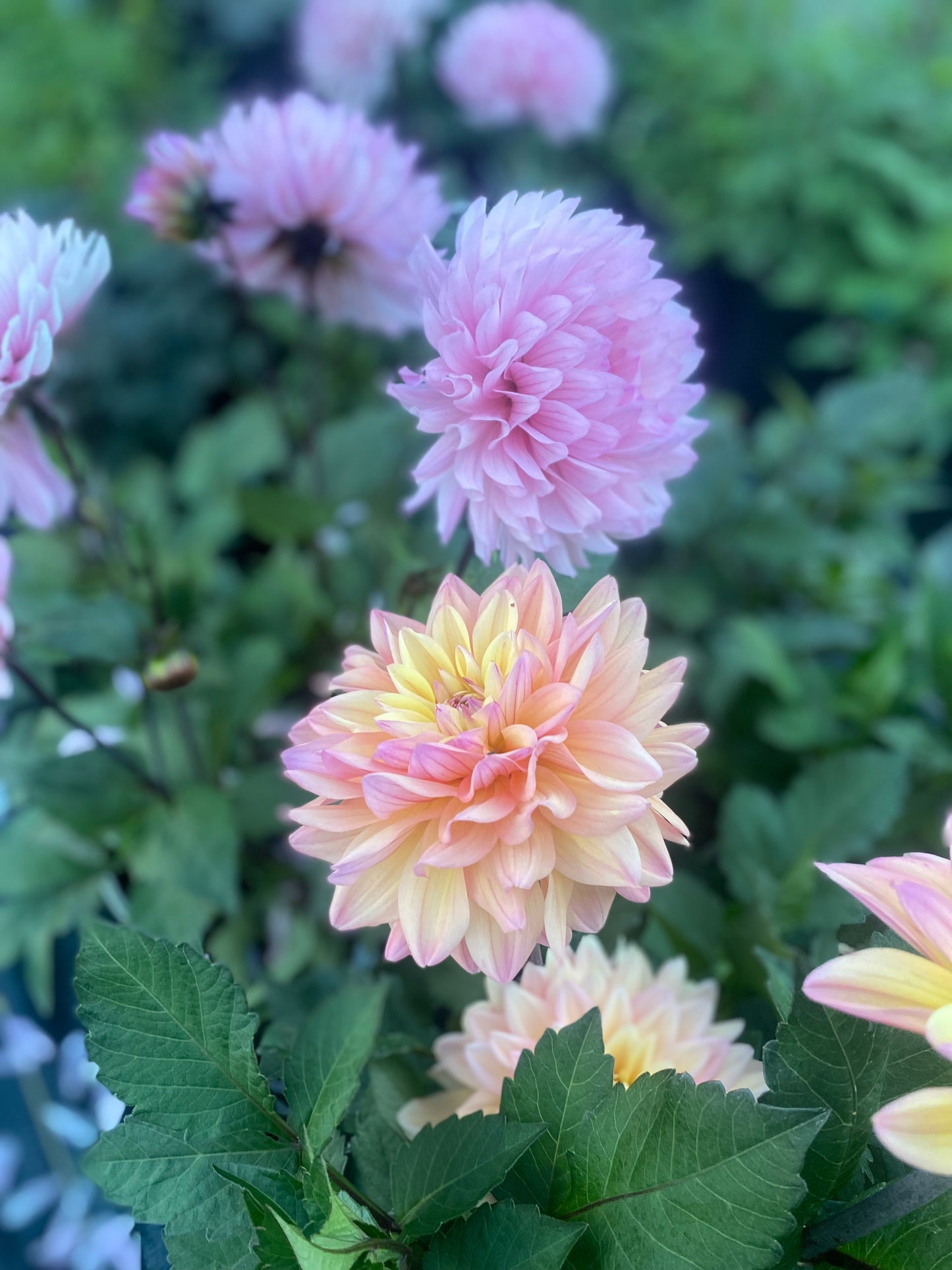 New Year 2026 Collection #37