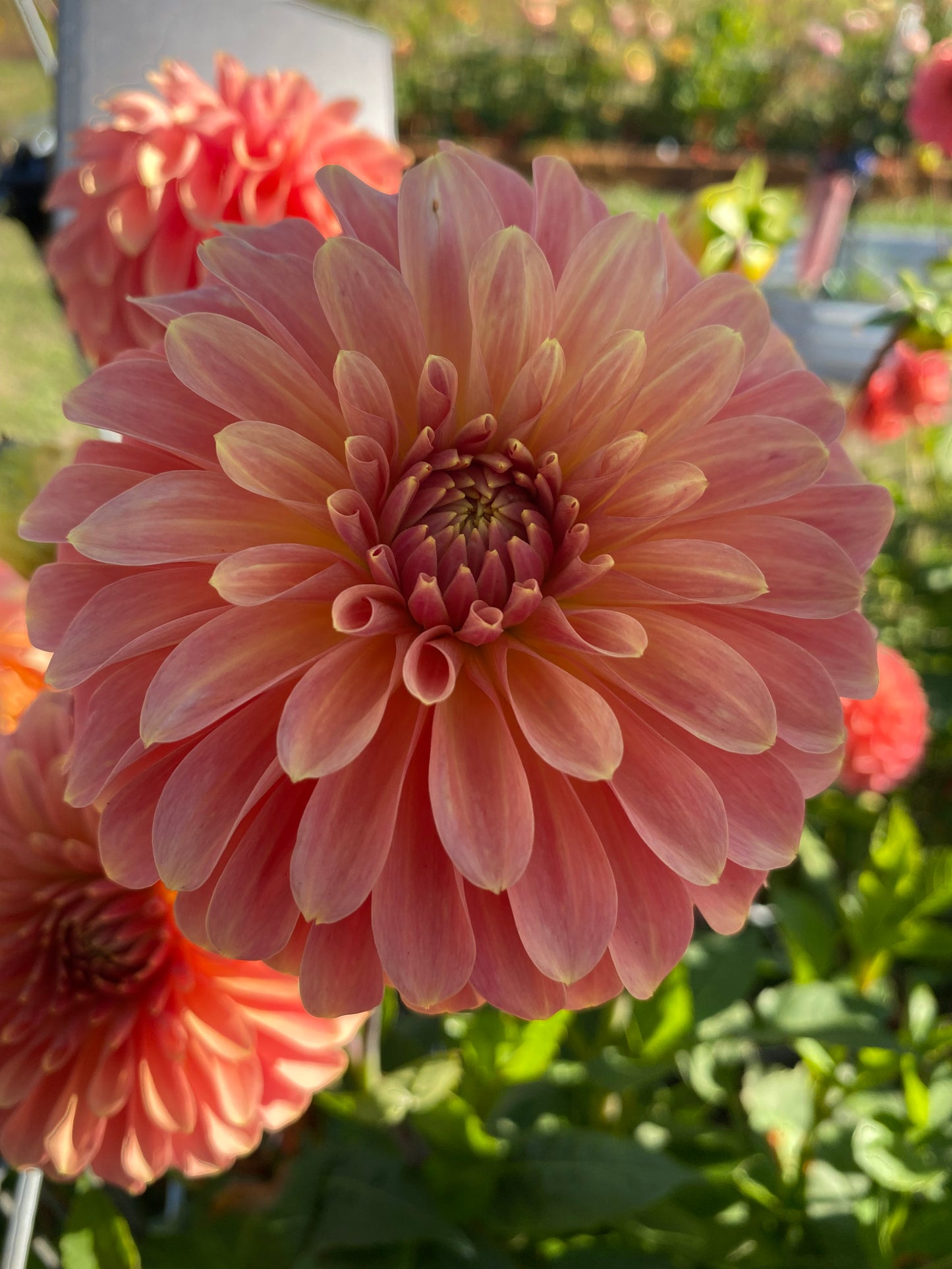 New Year 2026 Collection #45