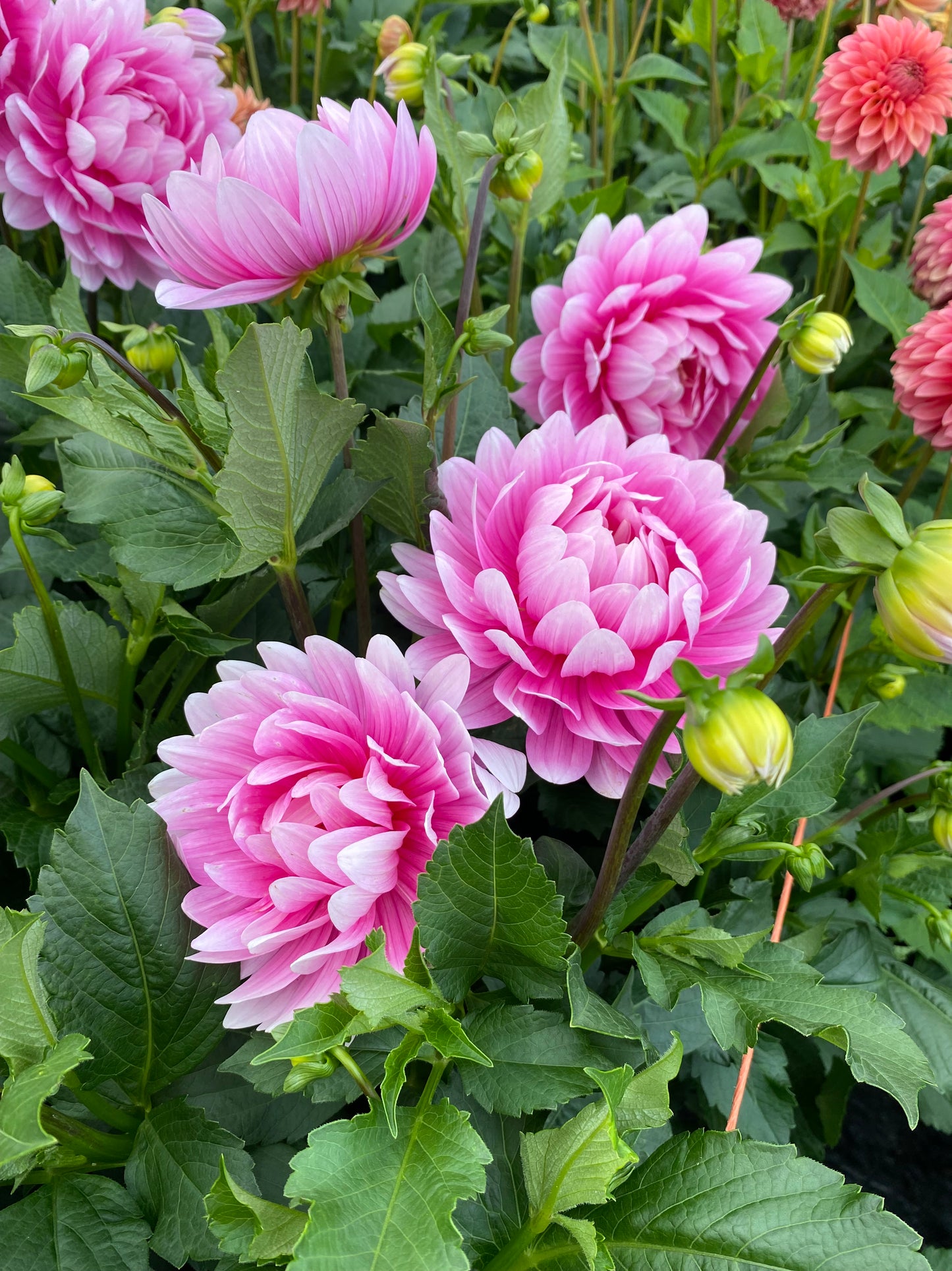 Hollyhill Pink Parfait