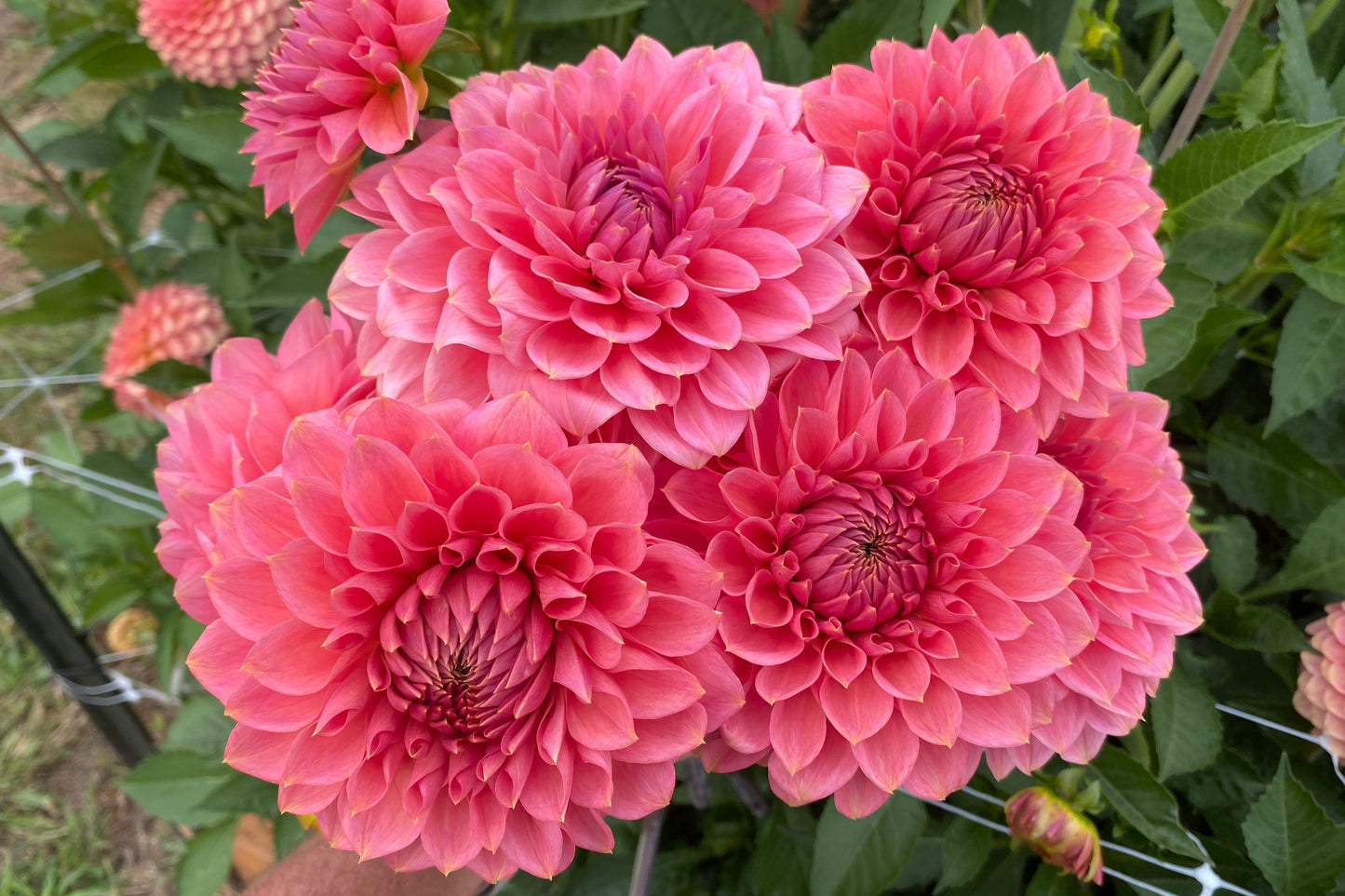 Askwith Minnie (Limit 1)