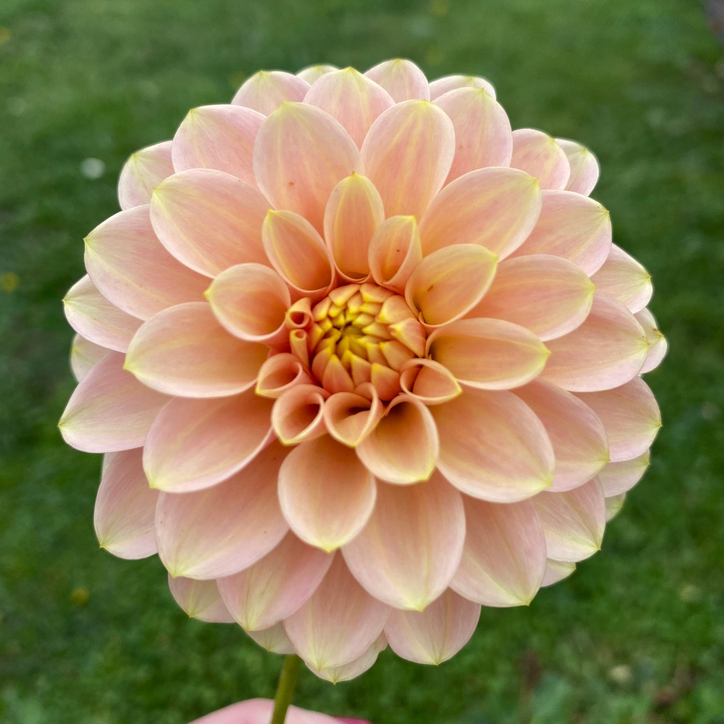 Levi’s Peach Cantaloupe