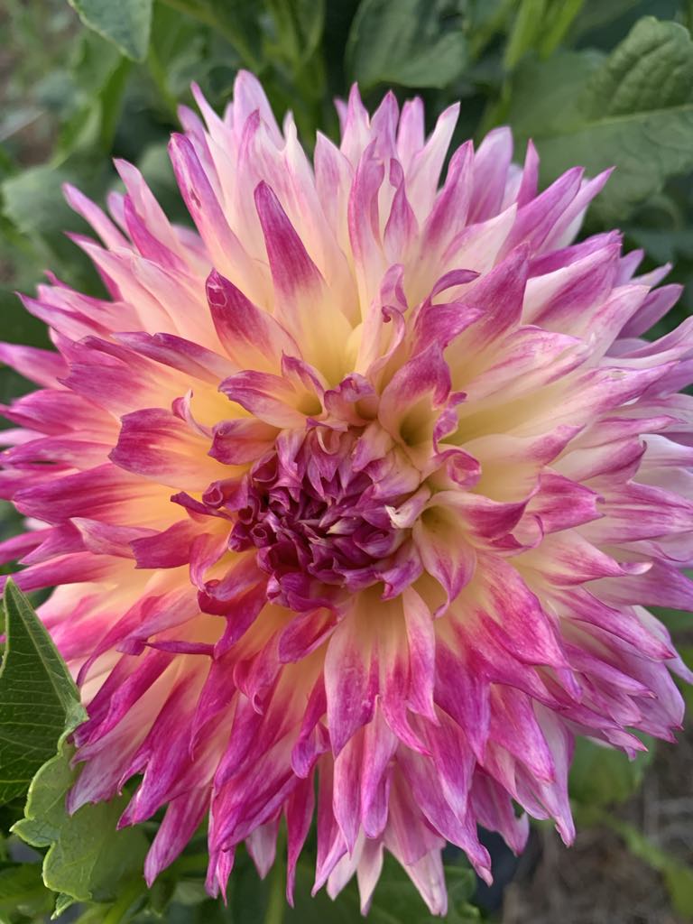 Falcon's Future (limit 1)