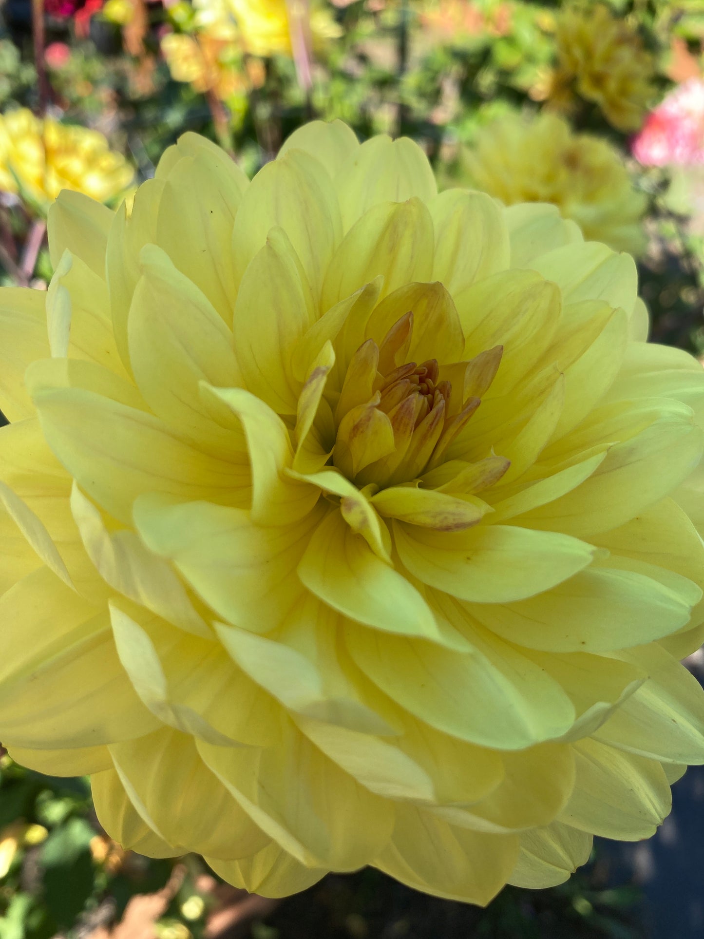 Sandia Gold (limit 1)