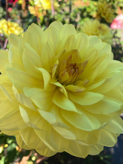 Sandia Gold (limit 1)