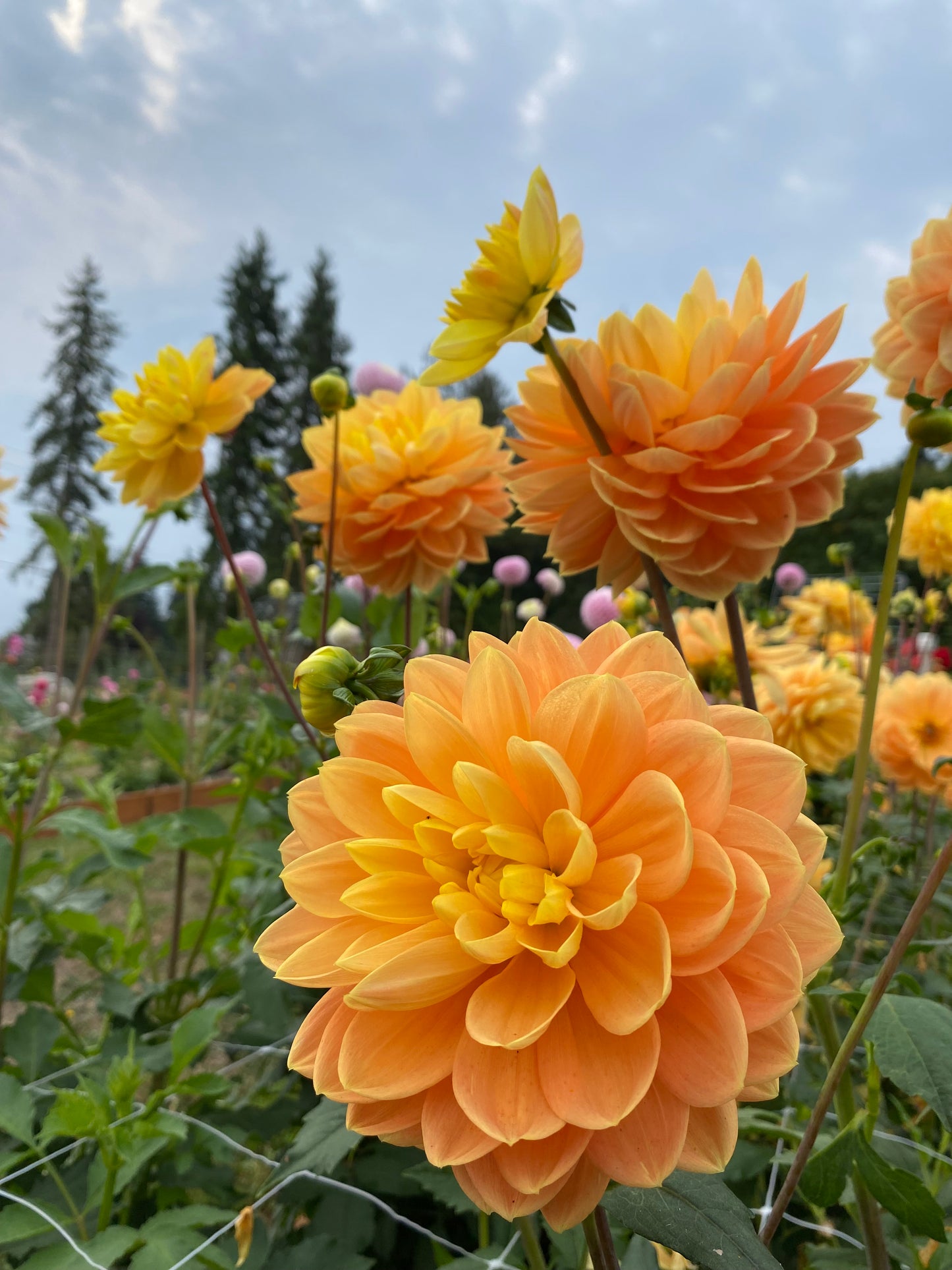 Monet Glory (Limit 1)