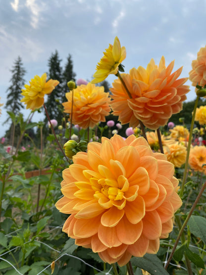 Monet Glory (Limit 1)