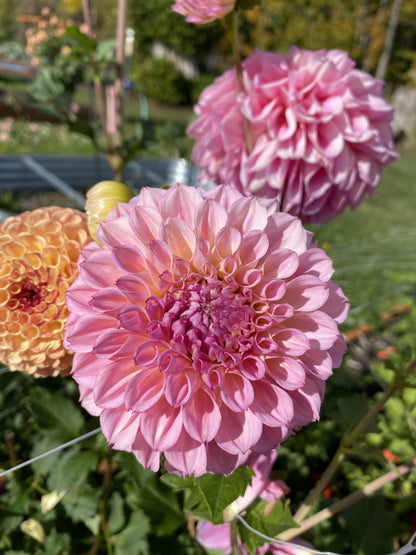 New Year 2026 Collection #45