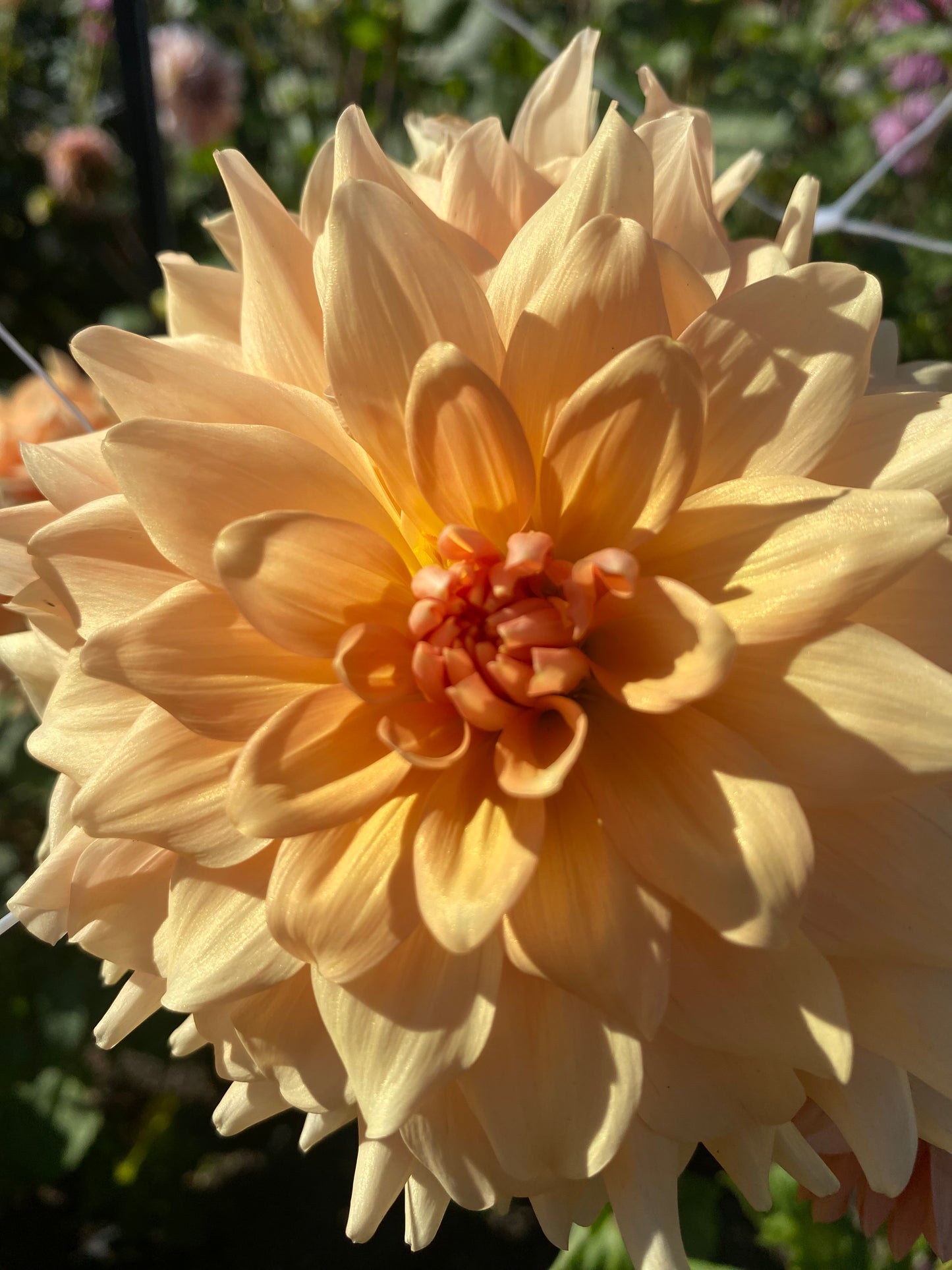 Lee’s Turmeric Tea