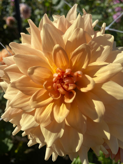 Lee’s Turmeric Tea