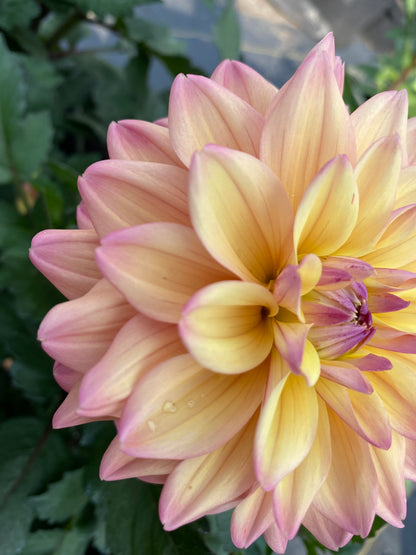 New Year 2026 Collection #37