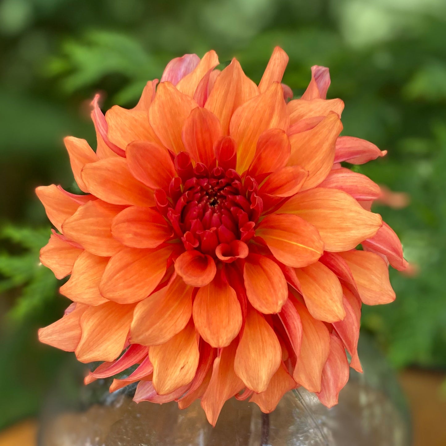 Lakeview Storm (Limit 1)