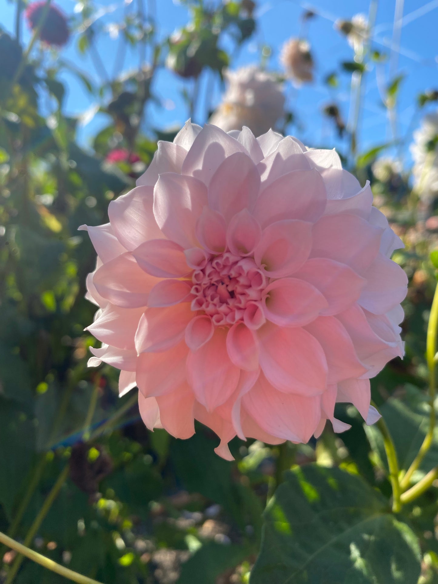 Levi’s Opal Twist (Limit1)