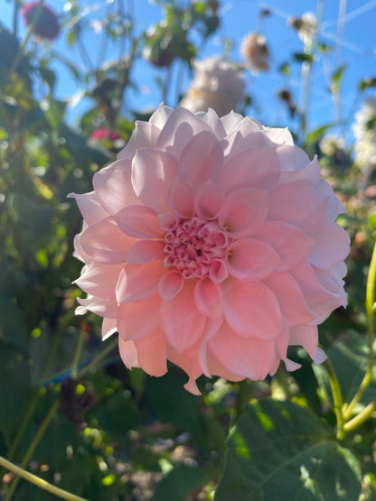 Levi’s Opal Twist (Limit1)