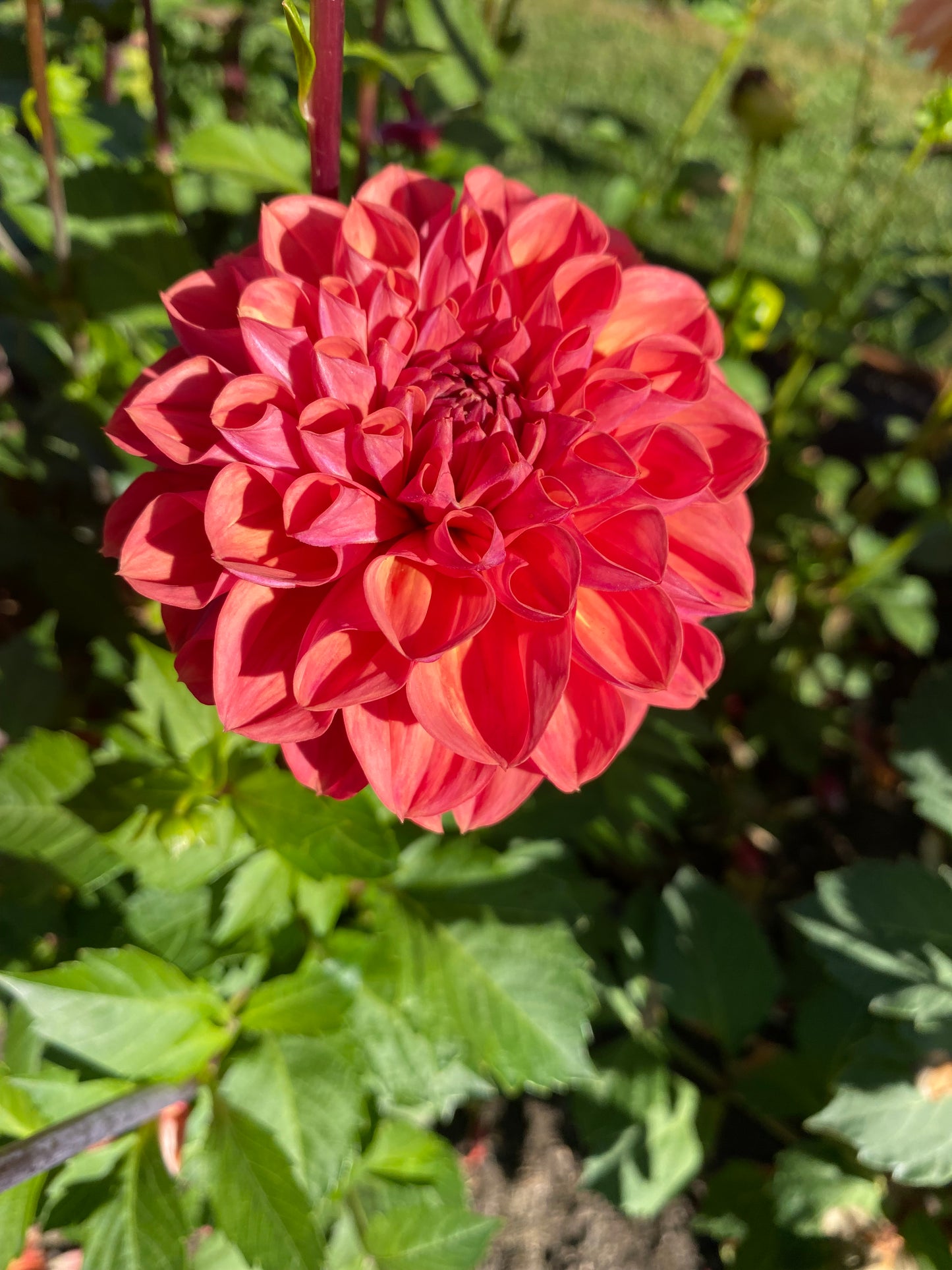 New Year 2026 Collection #45