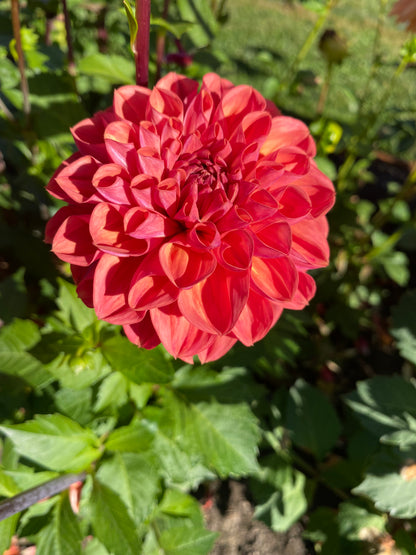 New Year 2026 Collection #45