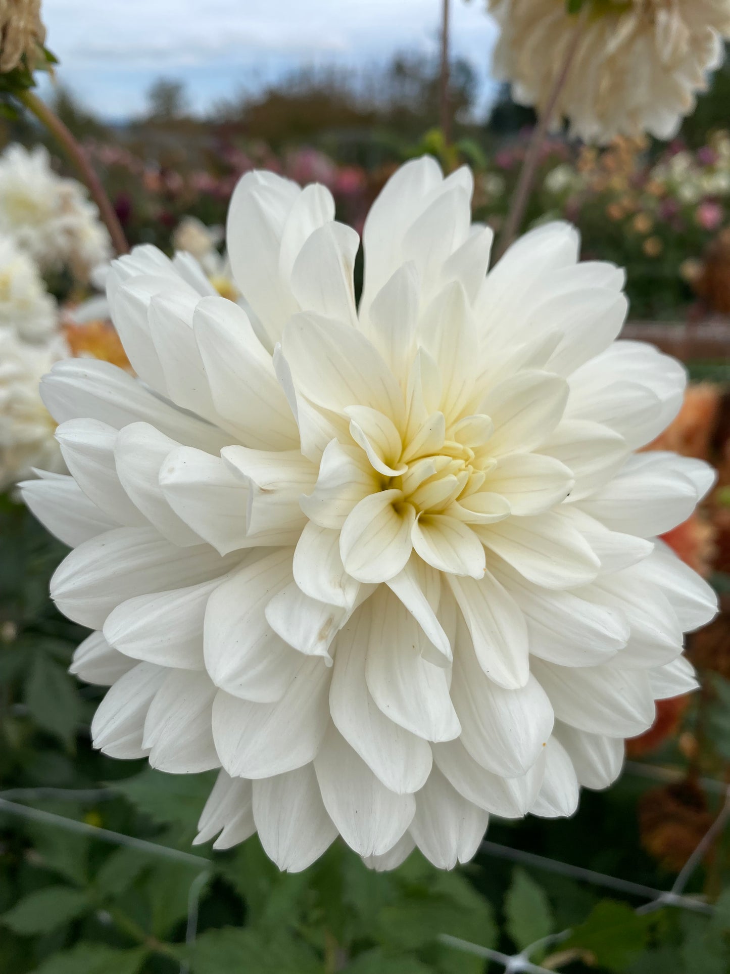 New Year 2026 Collection #35