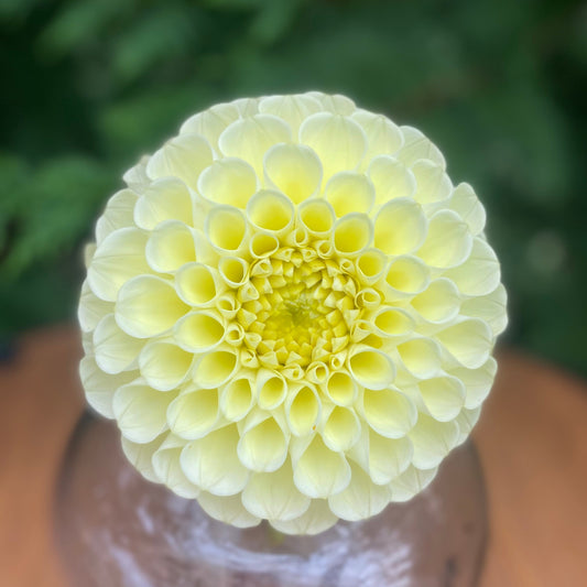 MM Buttercream (clump)