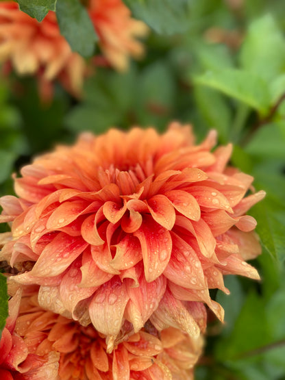 New Year 2026 Collection #39