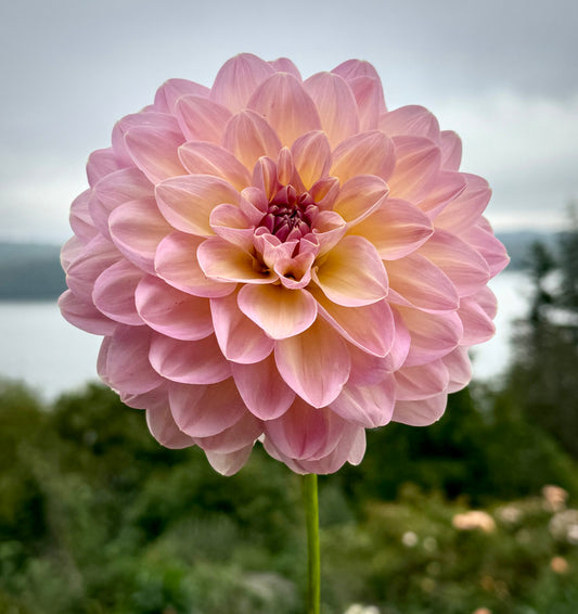 ALOA Kristina Vogel (Limit 1)