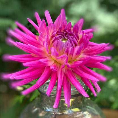 Lakeview Illusion (Clump)