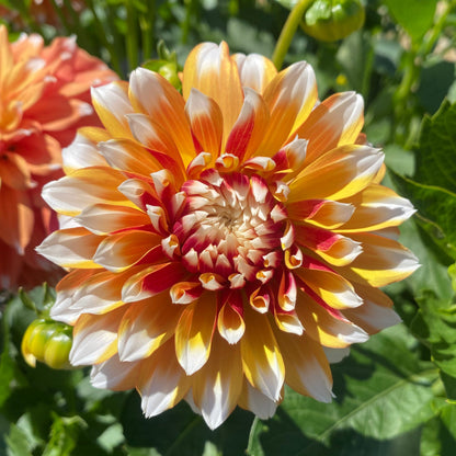 Bloomquist Candy Corn