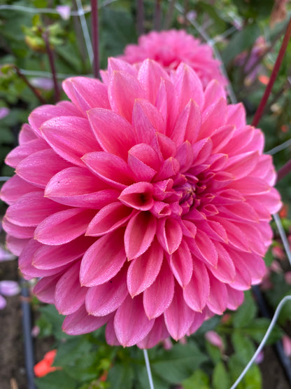 New Year 2026 Collection #34