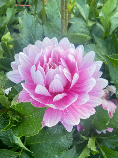 Hollyhill Pink Parfait