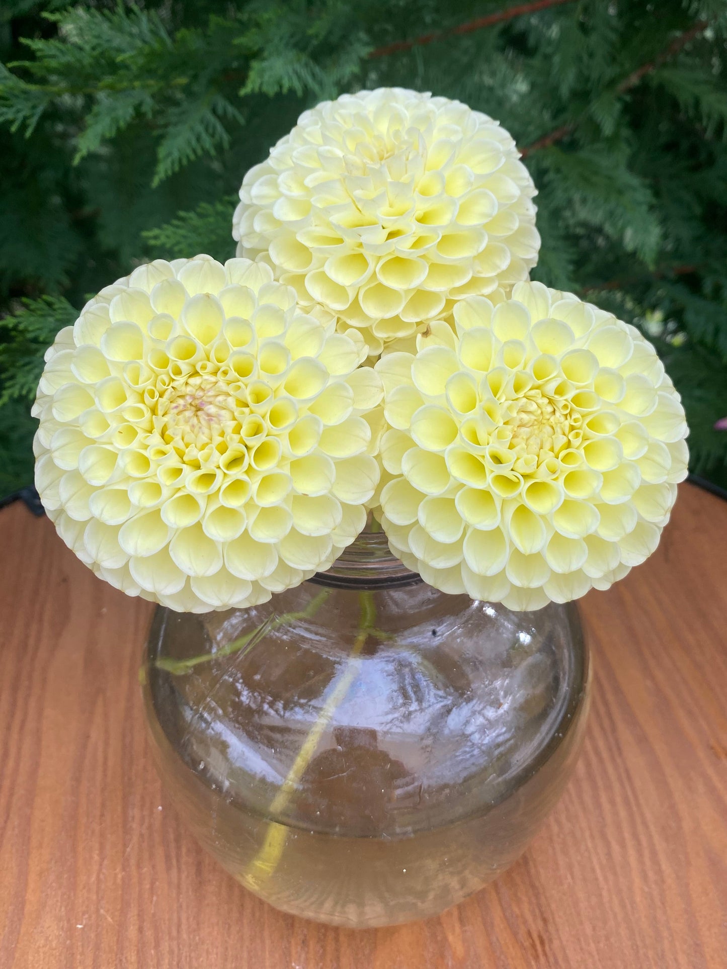 MM Buttercream (clump)