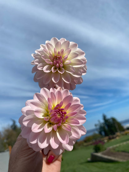 New Year 2026 Collection #41