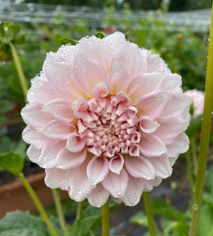 Levi’s Opal Twist (Limit1)