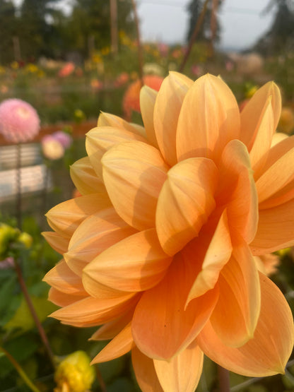 Monet Glory (Limit 1)