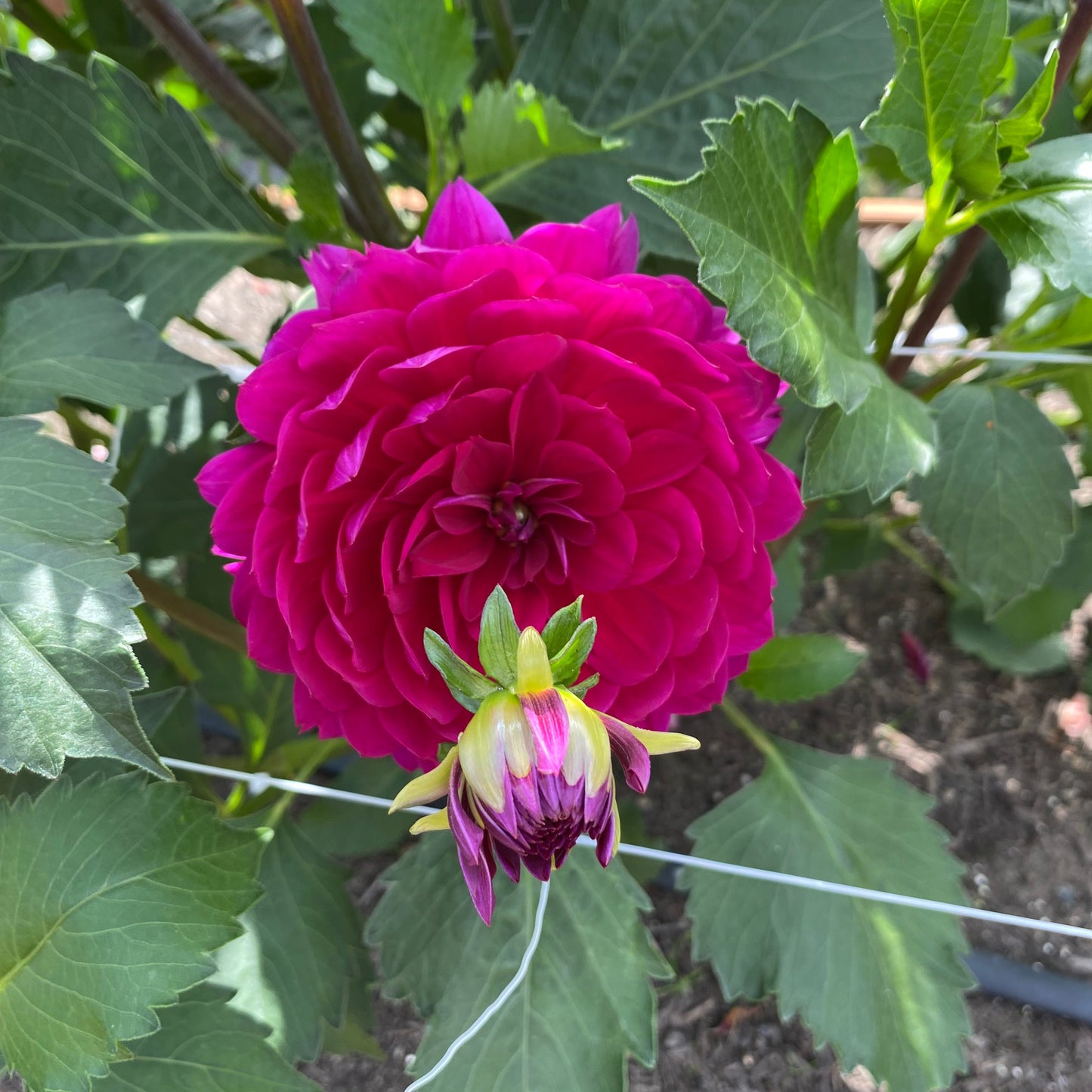 Sandia Nocturne (Limit 1)