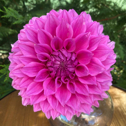 Elma Elizabeth (clump)